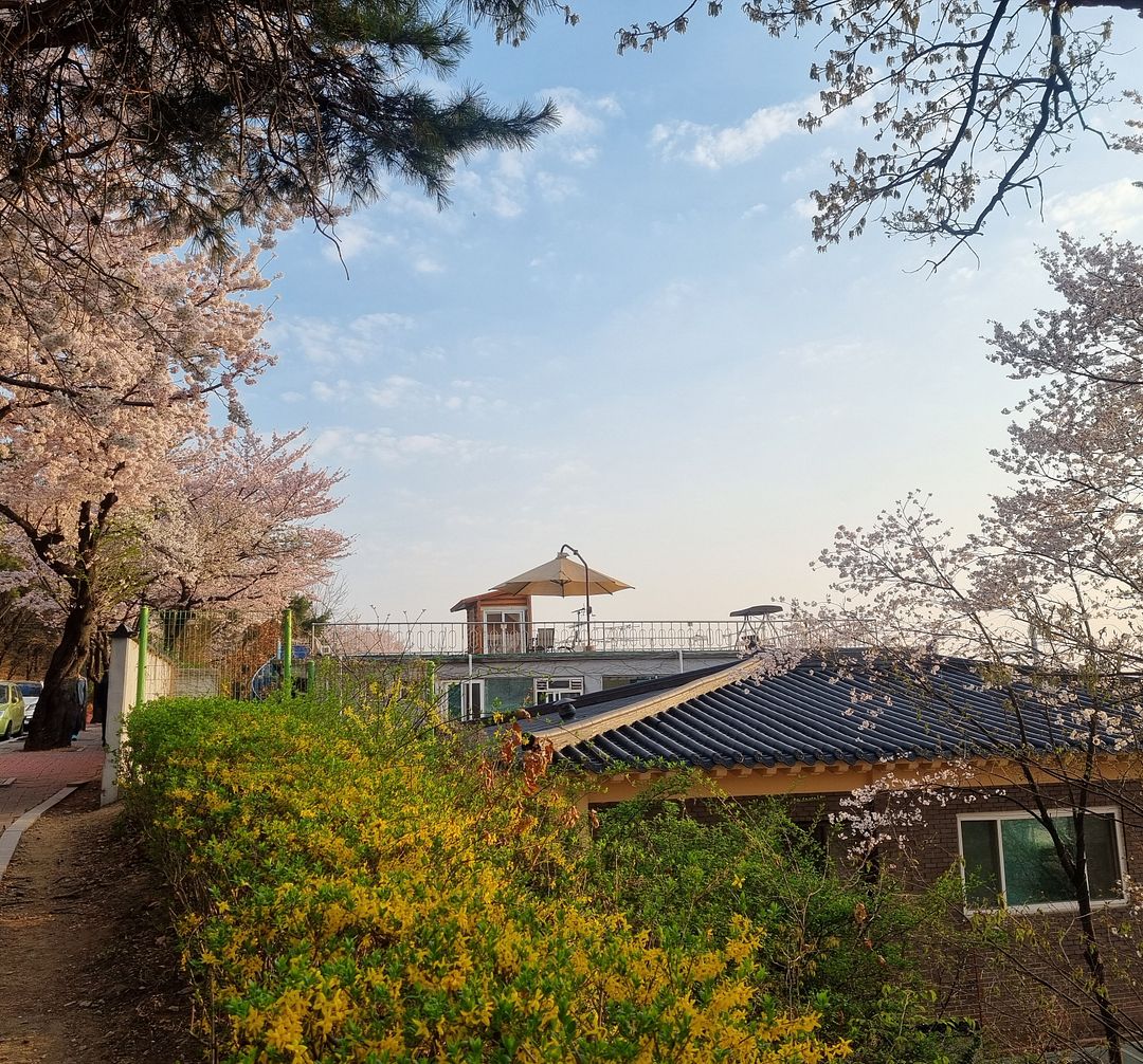 cherry blossoms at suwon2