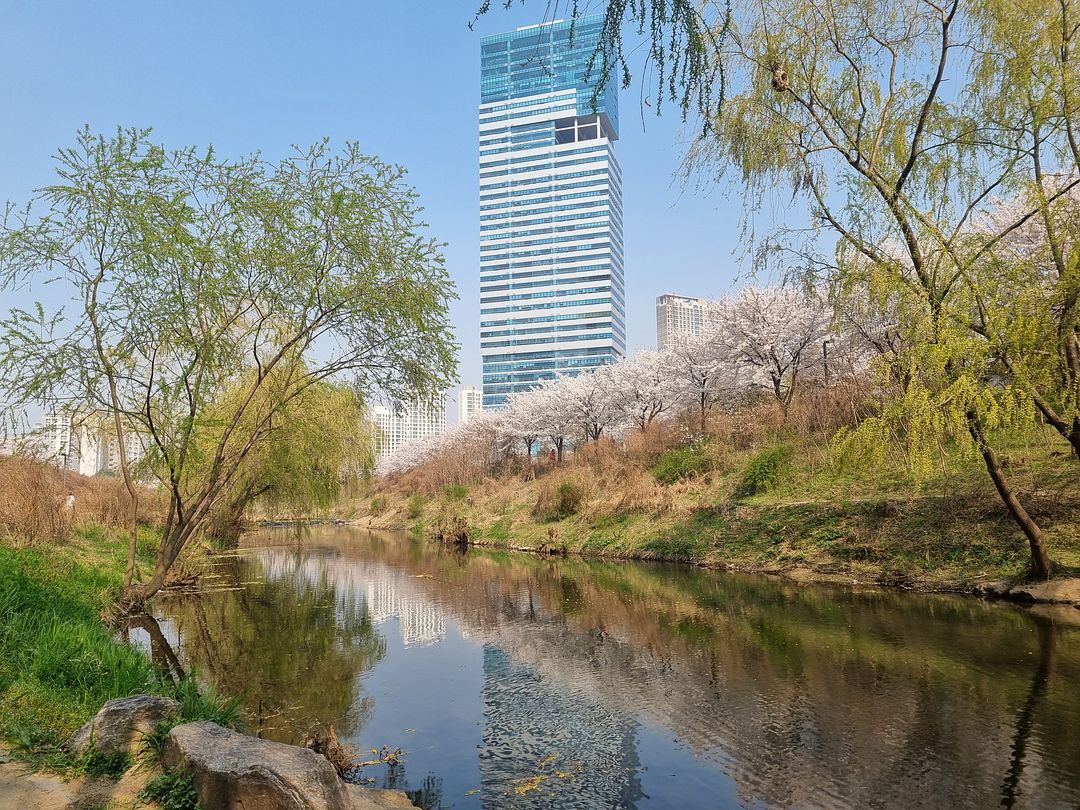 cherry blossoms at suwon7