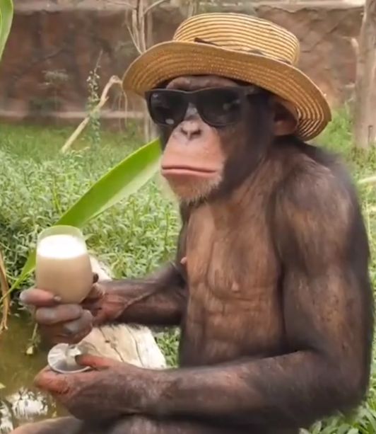 Chilling Ape