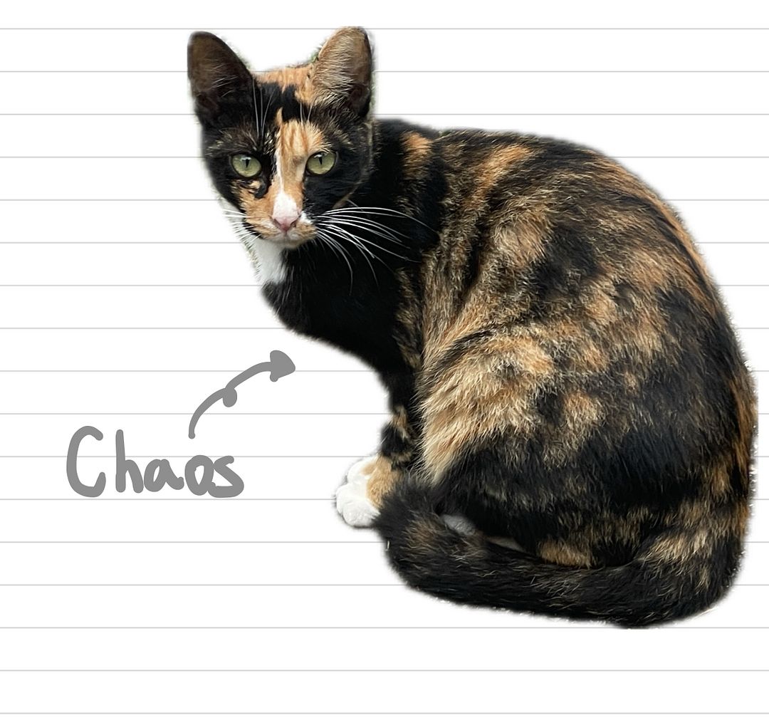 Cat_Chaos_27