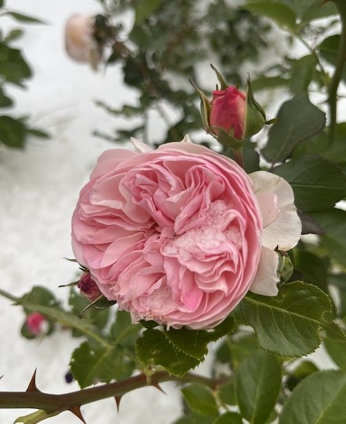 rose under snow