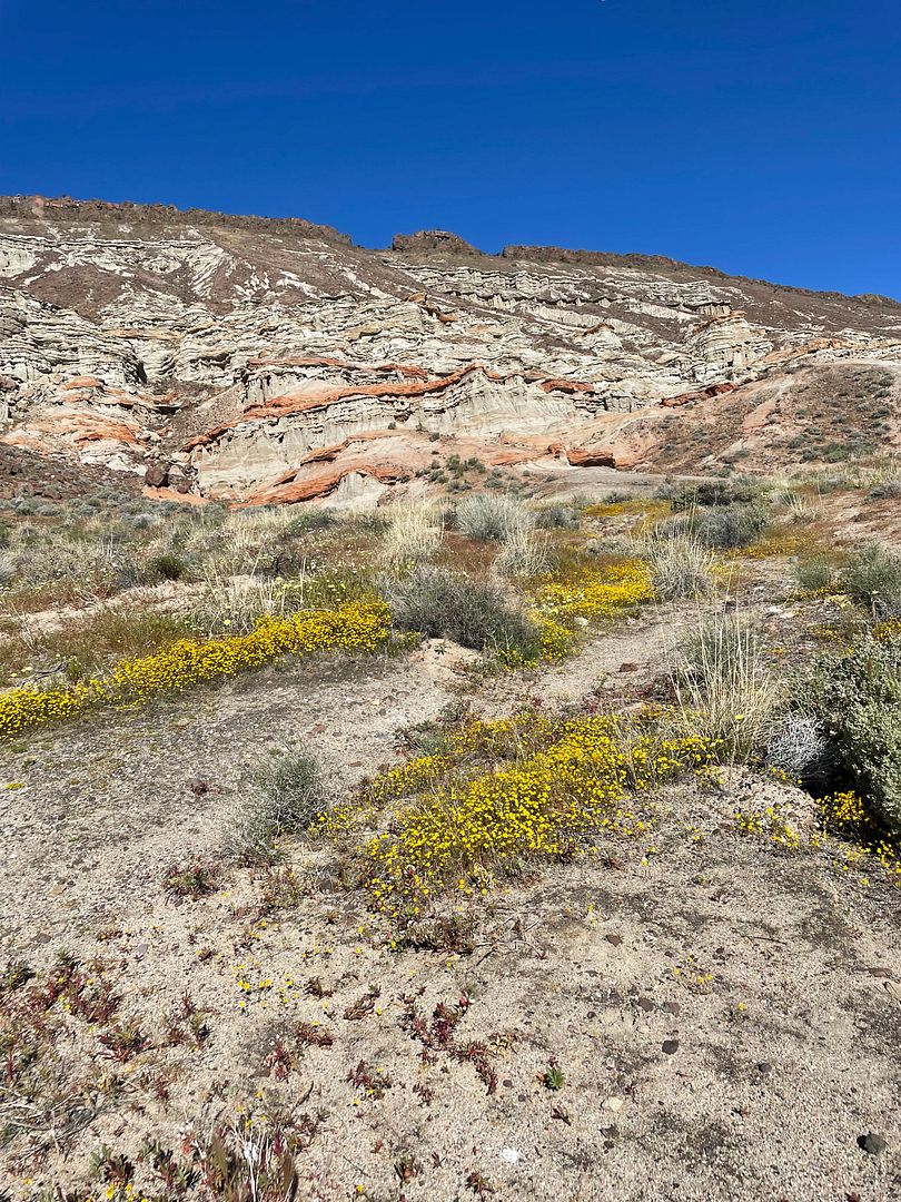 little flowers in desert attraction