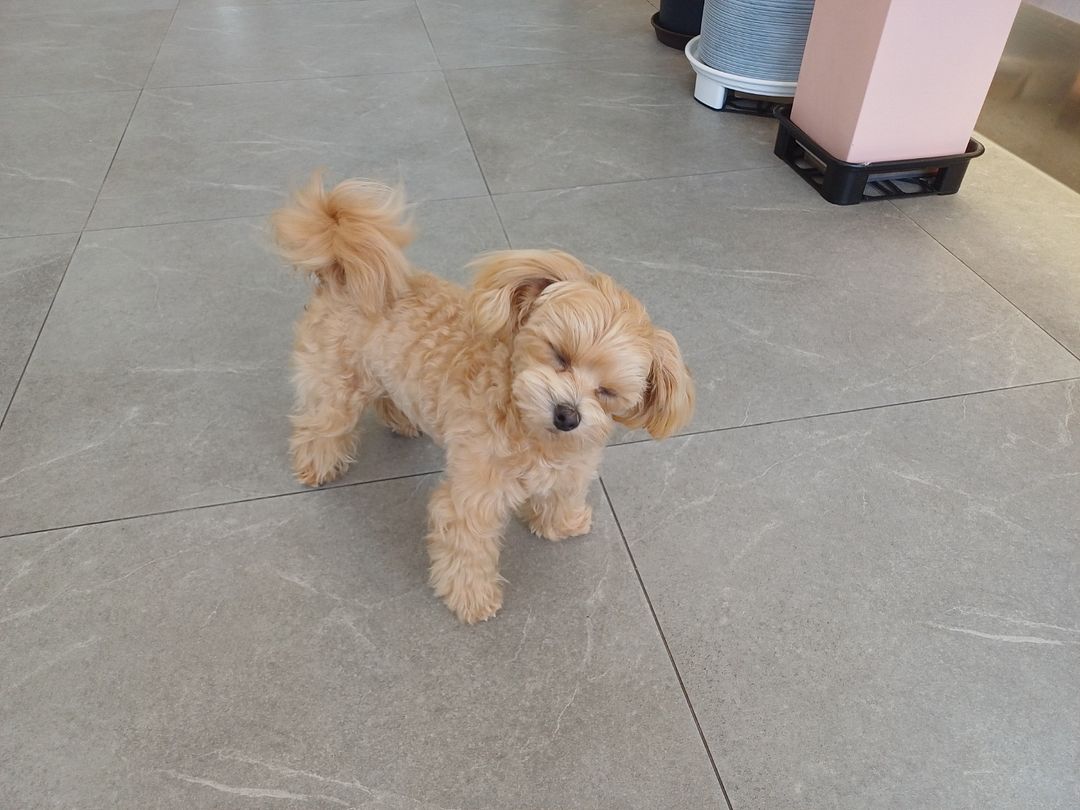 A puppy with a pretty smile at a veterinary hospital