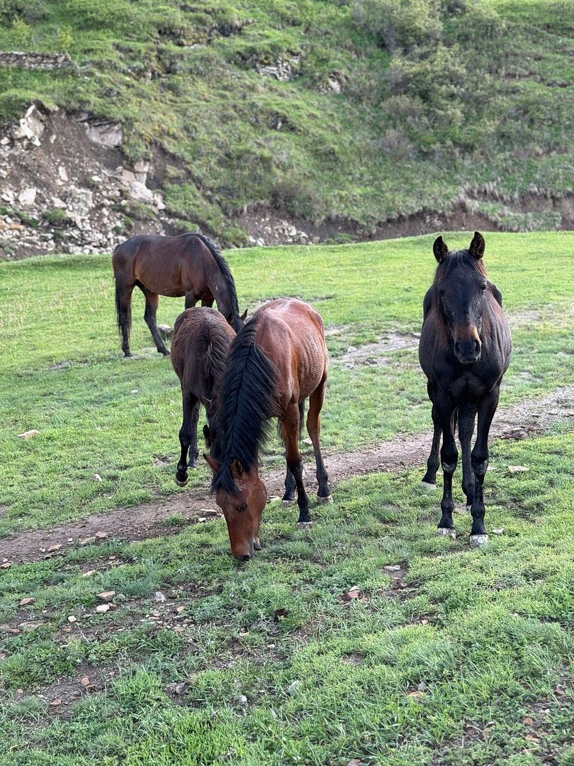 Horses in the mountains