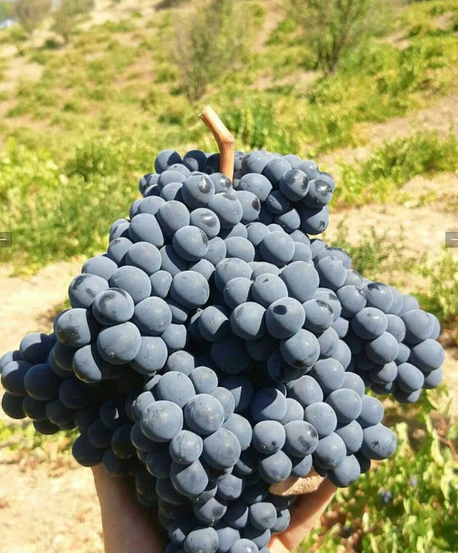 SBG (Sardasht Black Grapes)