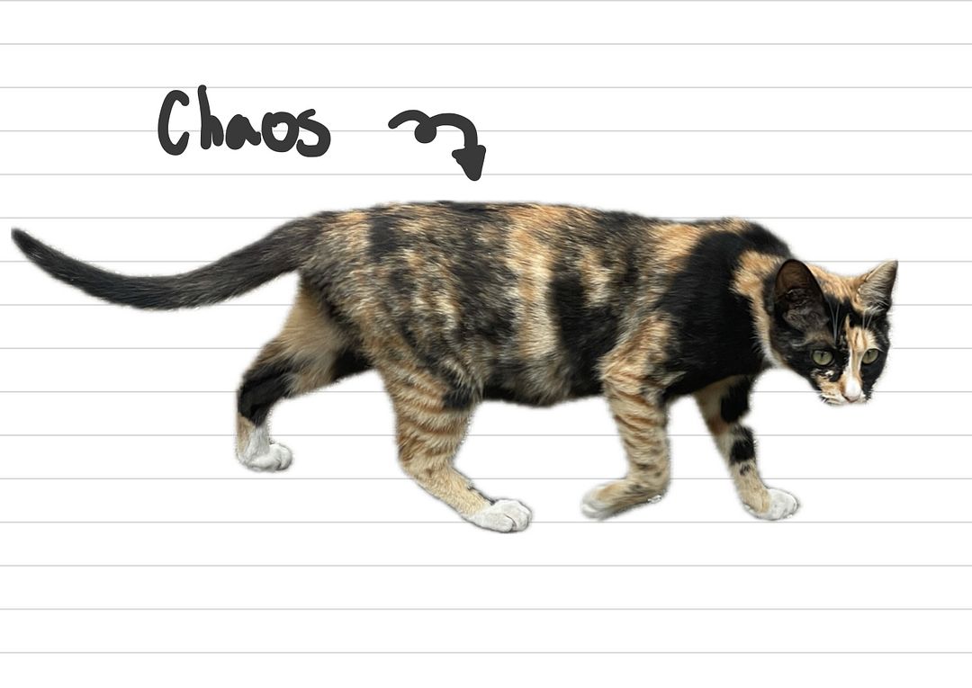 Cat_Chaos_4