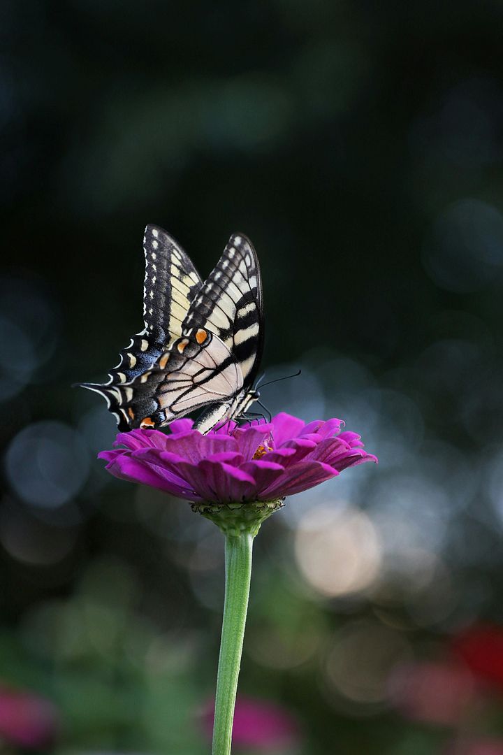 Flying flowers 03