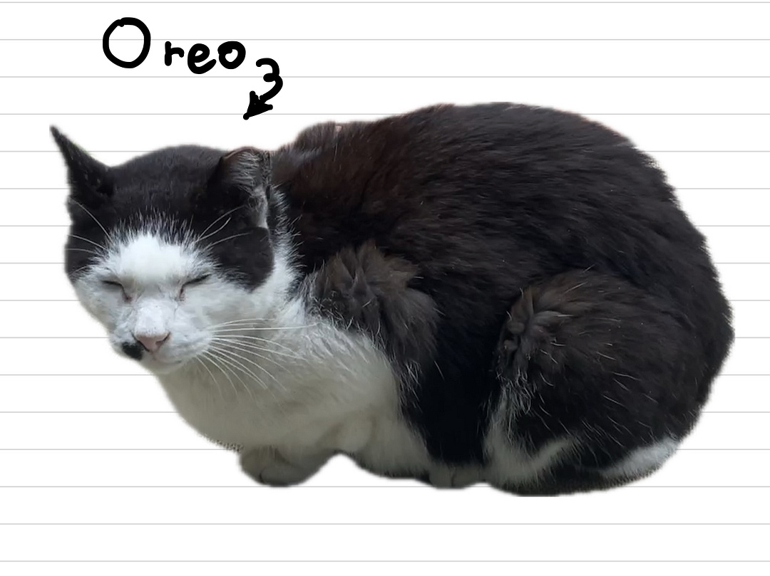 Cat_Oreo_18