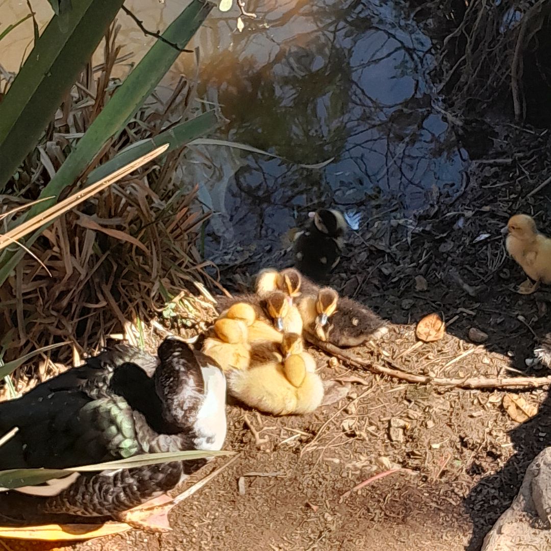 GM! With lil baby ducks