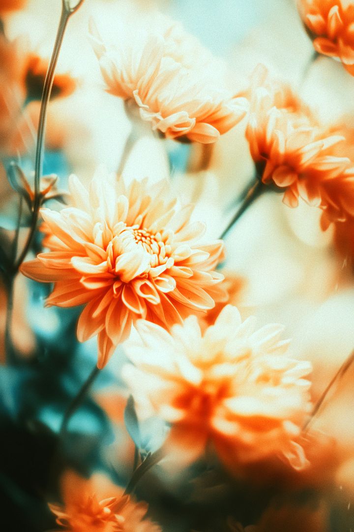 a close up of a bunch of flowers