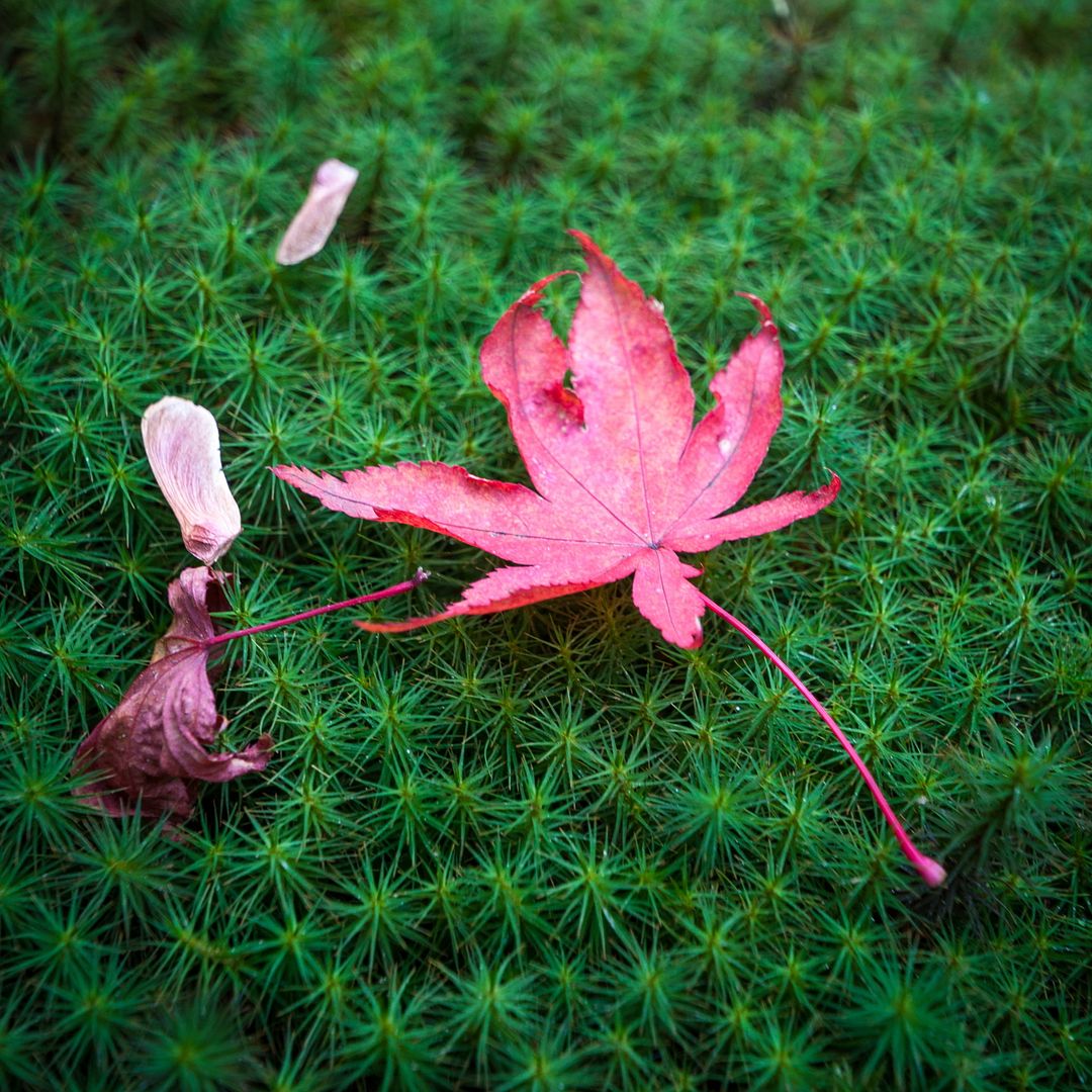 Autumn in Japan