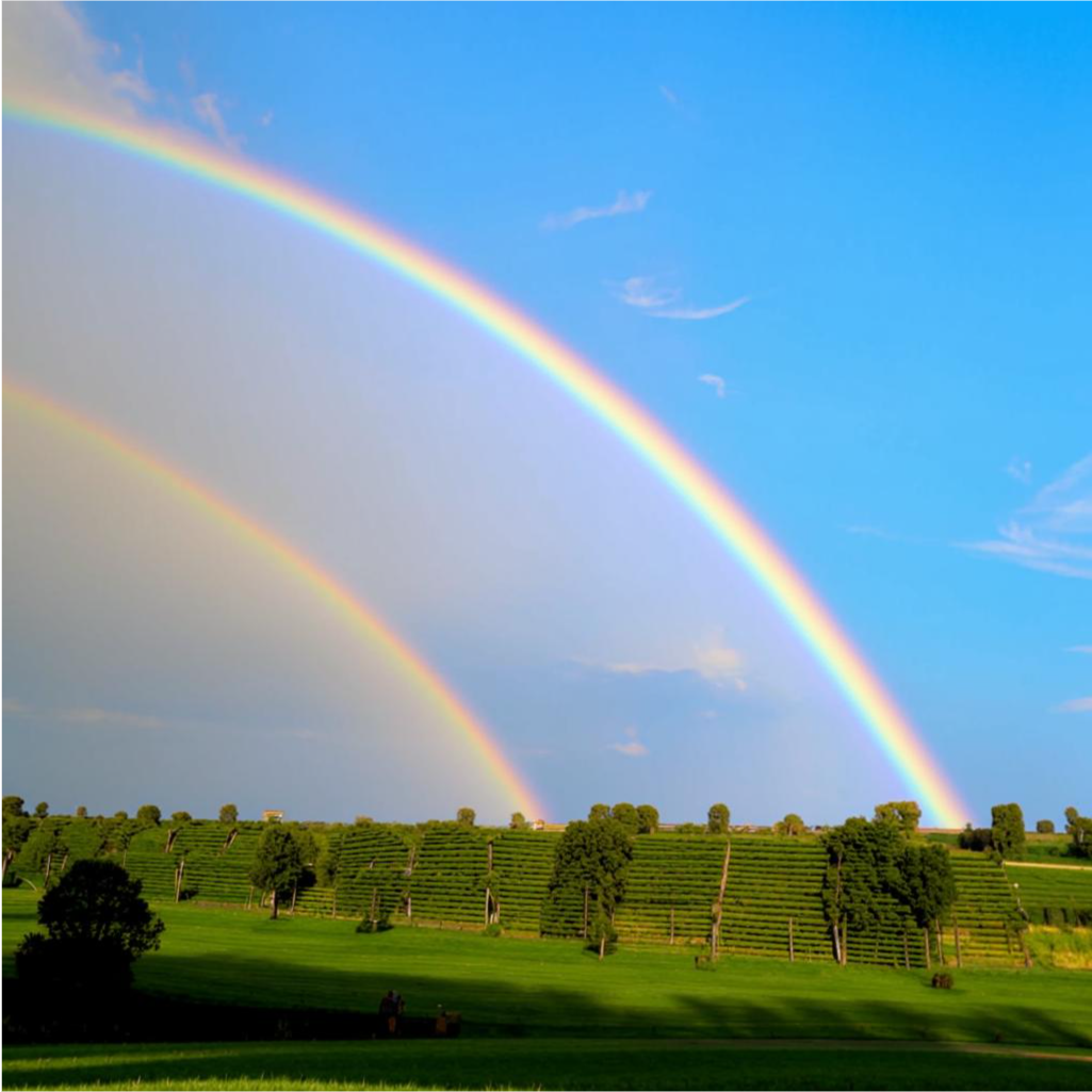 A rainbow makes everything in the world happy.