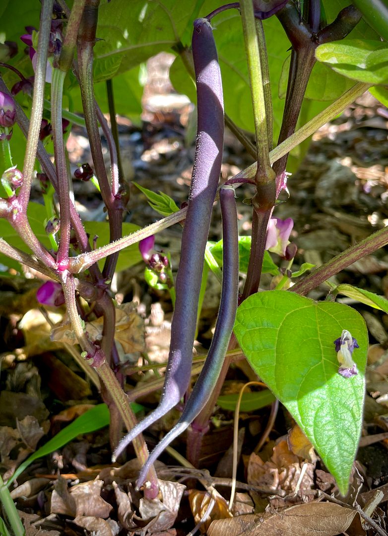 Prototype 02: Purple Pole Beans