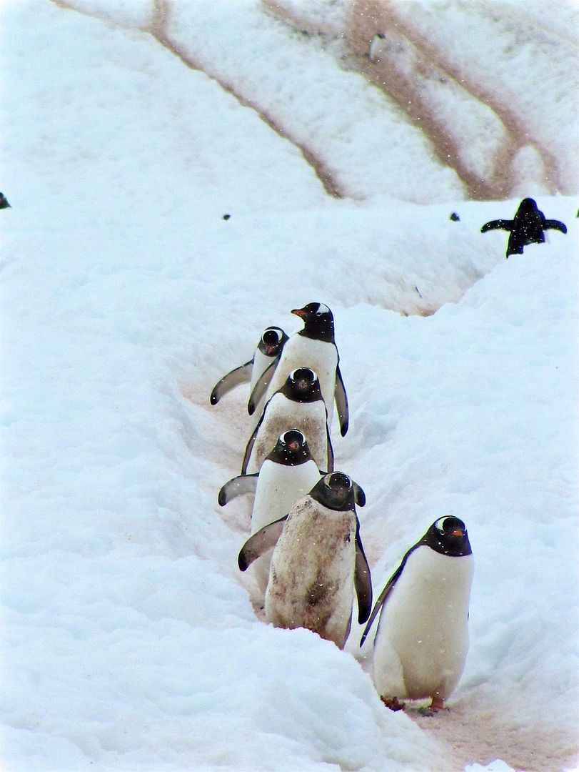 Penguin Family