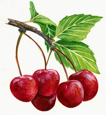 Cherry