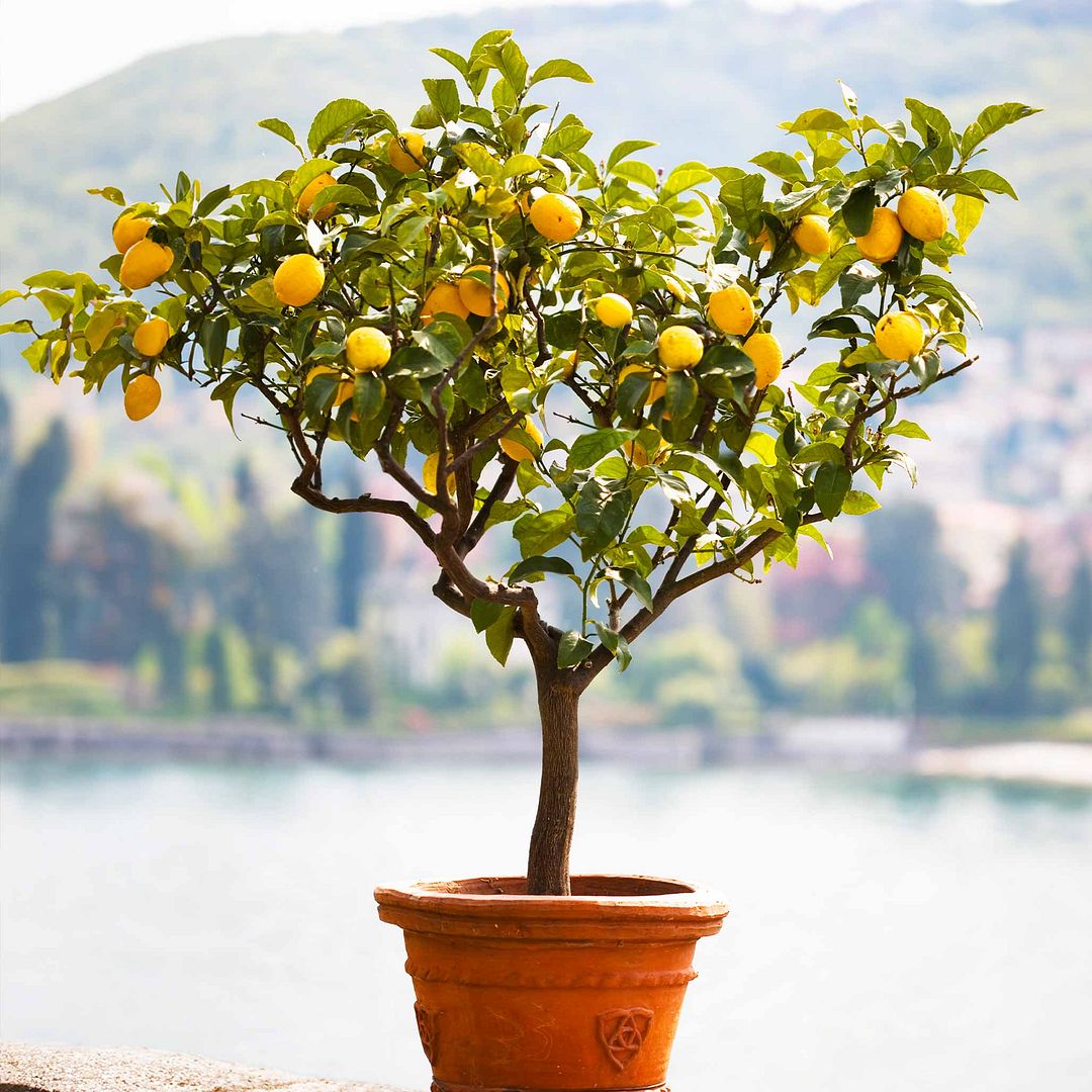 Meyer-Lemon-TRee-1