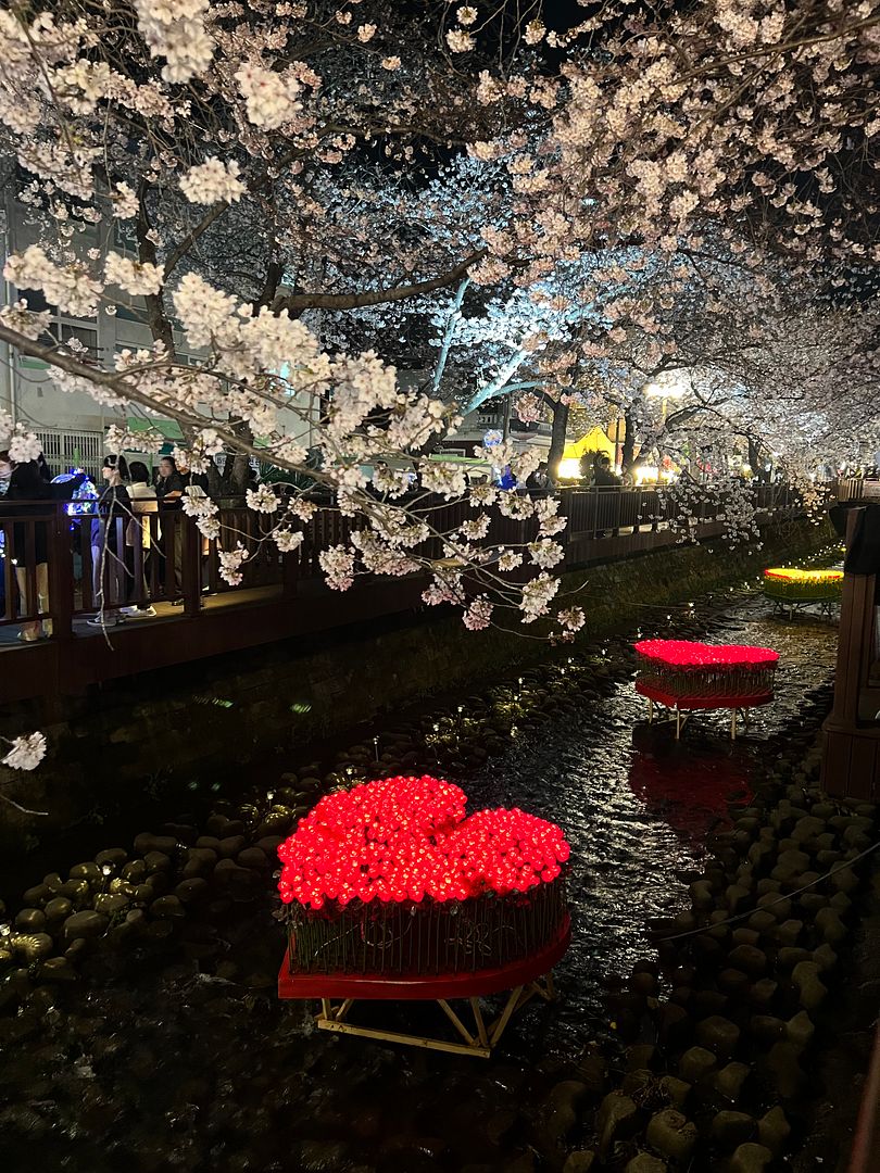 Cherry Blossom Nightview