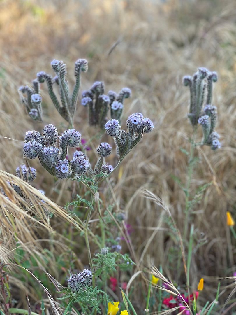 Squiggle flower