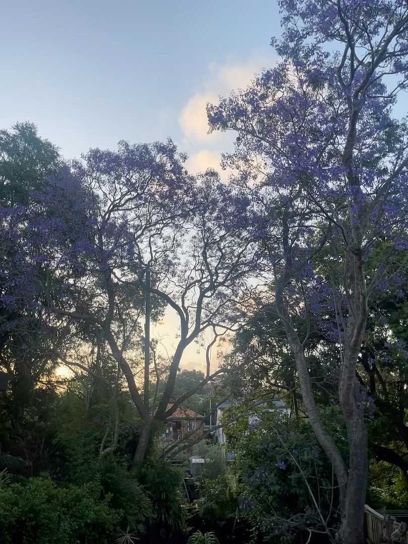 Jacaranda szn be wild