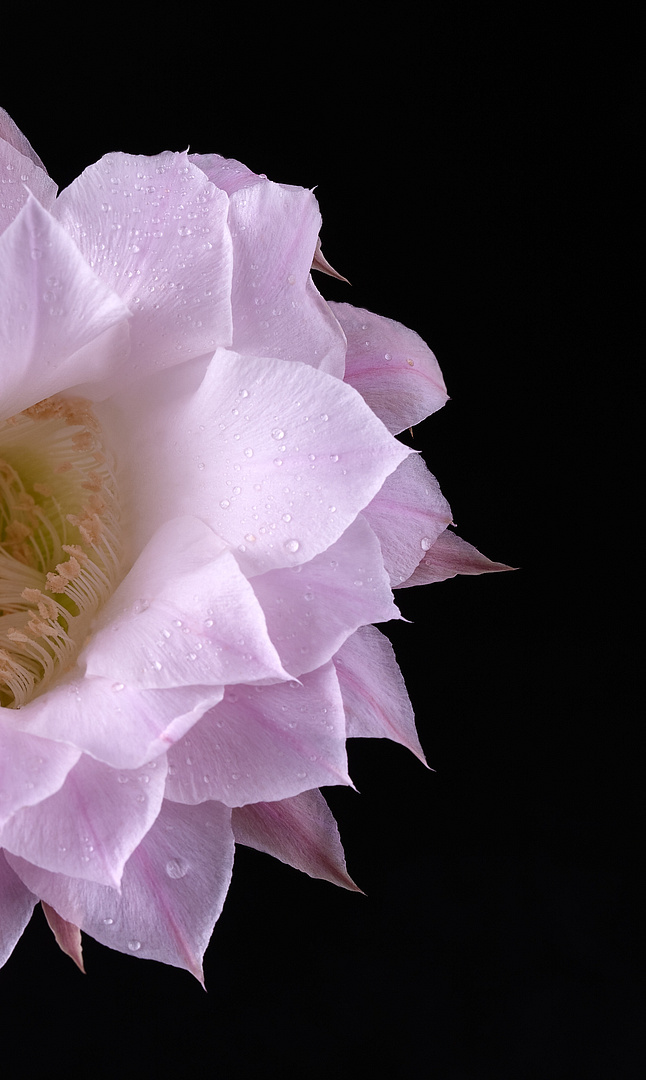 Echinopsis Portrait