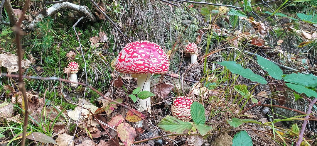 fly agaric