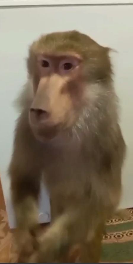 Funny Monkey