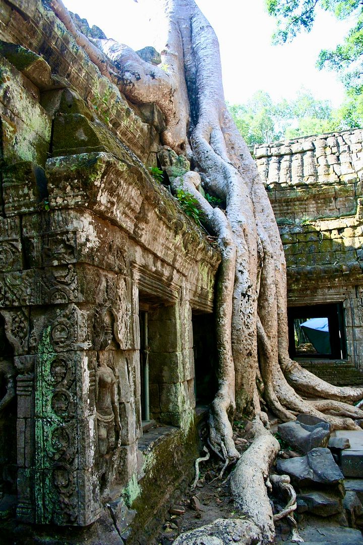 Ta Prohm, Siem Reap, Cambodia #03