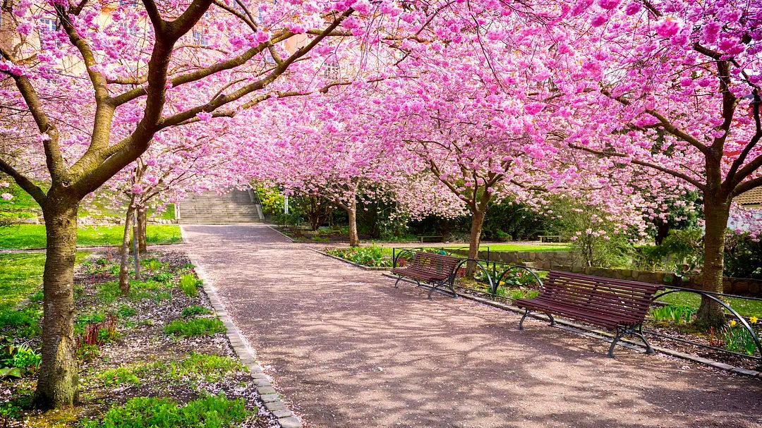 cherry blossoms