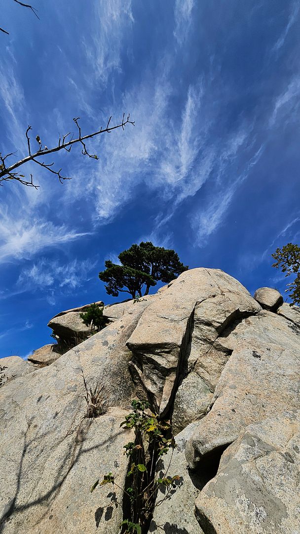 Mani Mountain, wonderful pine trees and rocks! #008  241001 Manisan,  Ganghwa Island, Incheon, South Korea