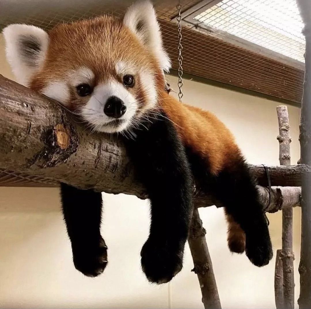 Red panda