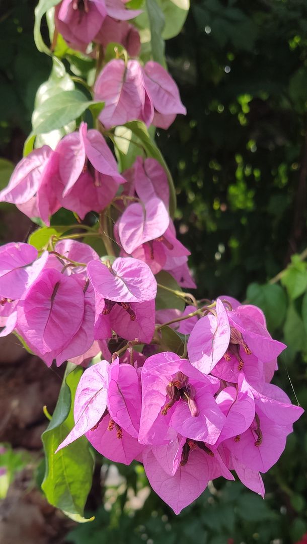 Bougainvillea glabra