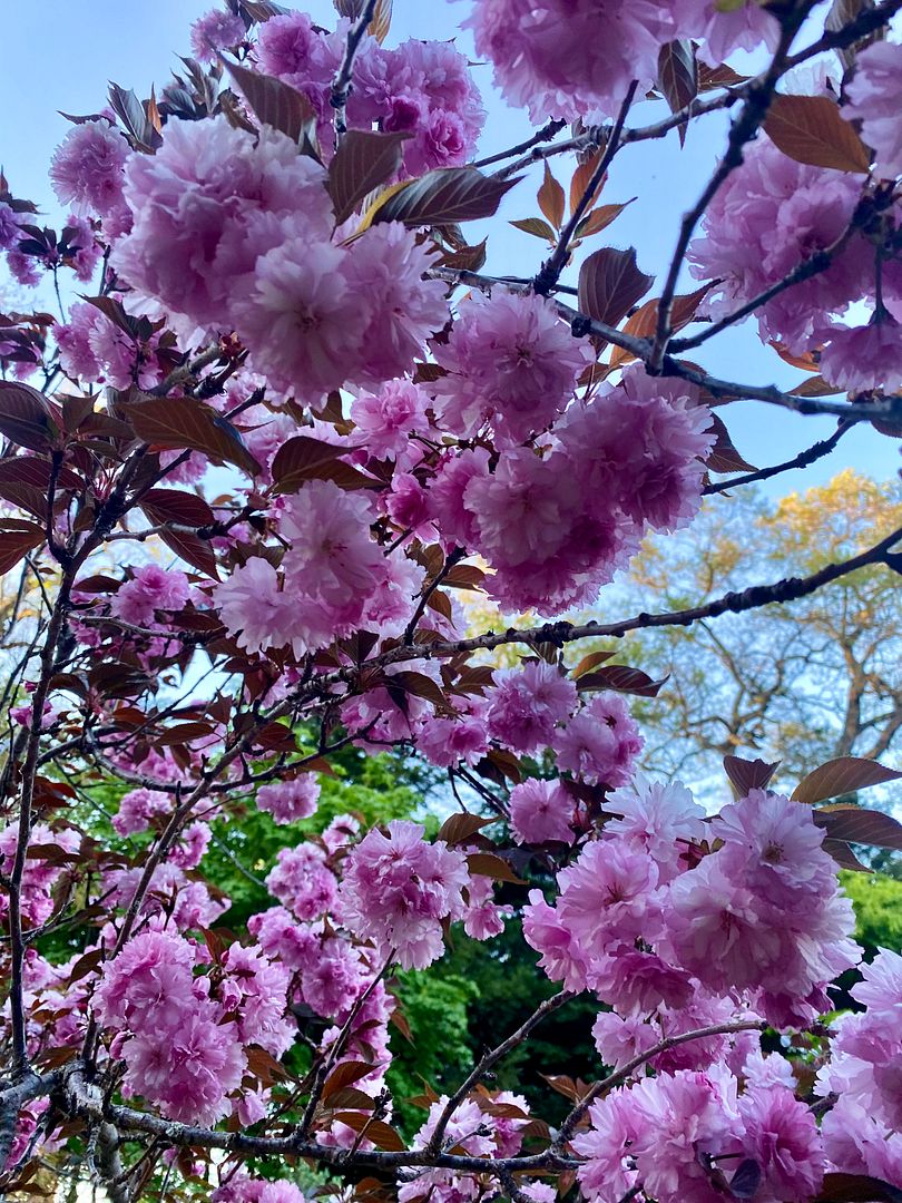 cherry blossoms 🌸