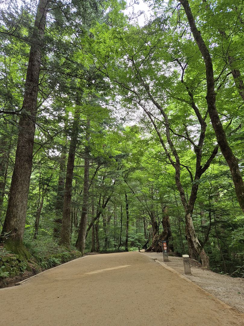 전나무 숲길