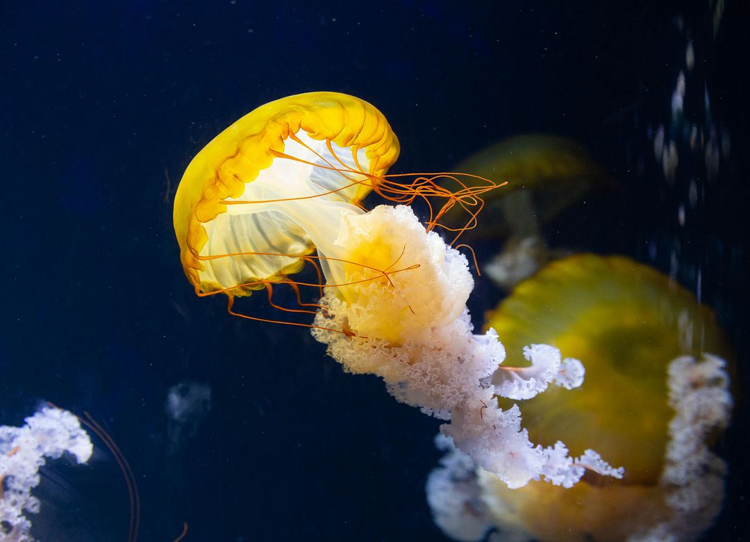 Jellyfish like Orange 01