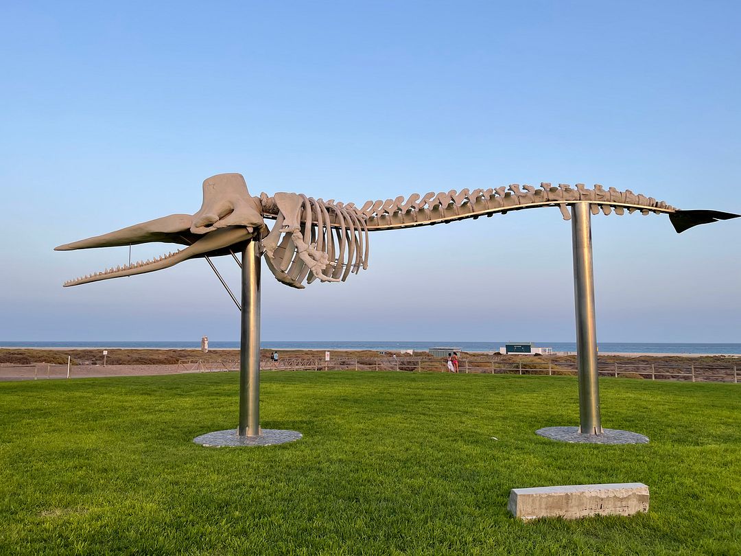 Skeleton of Sperm Whale