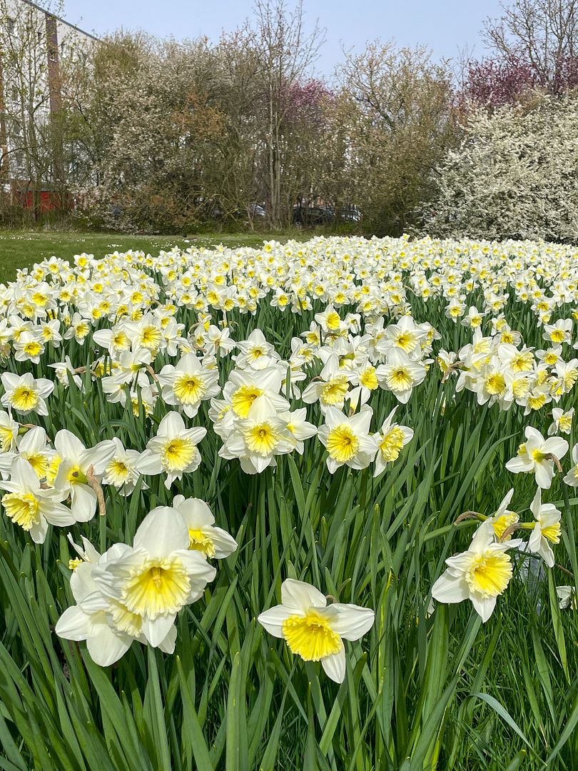 A field of narcisses