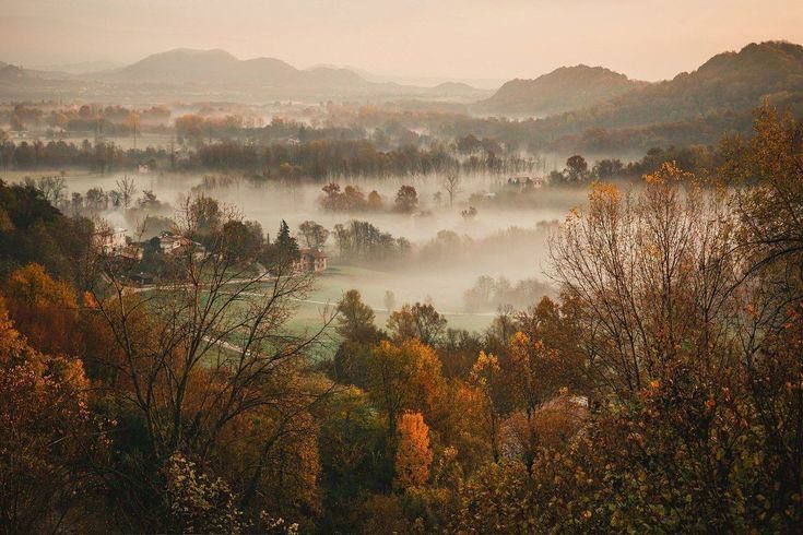 forest in the fog