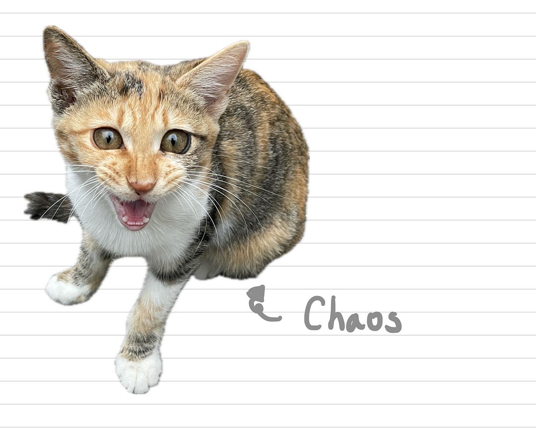 Cat_Chaos_28