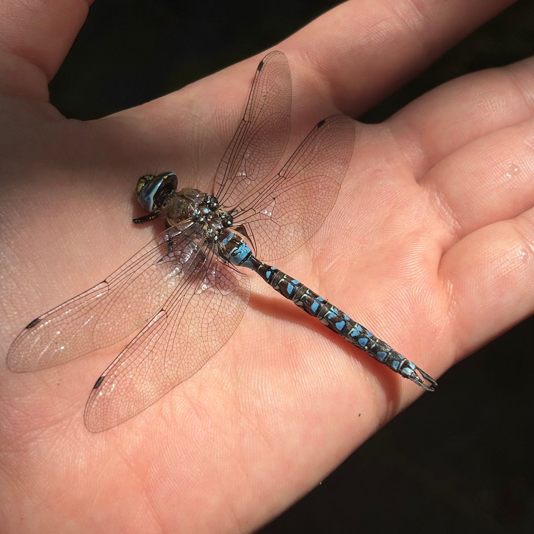 Dragonfly