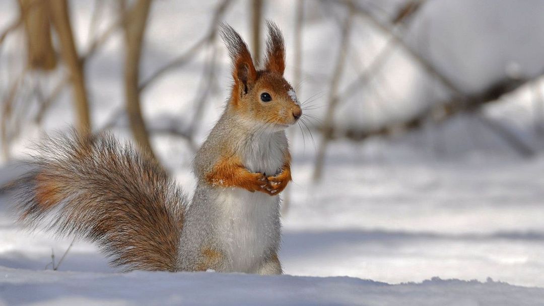 snow squirrel