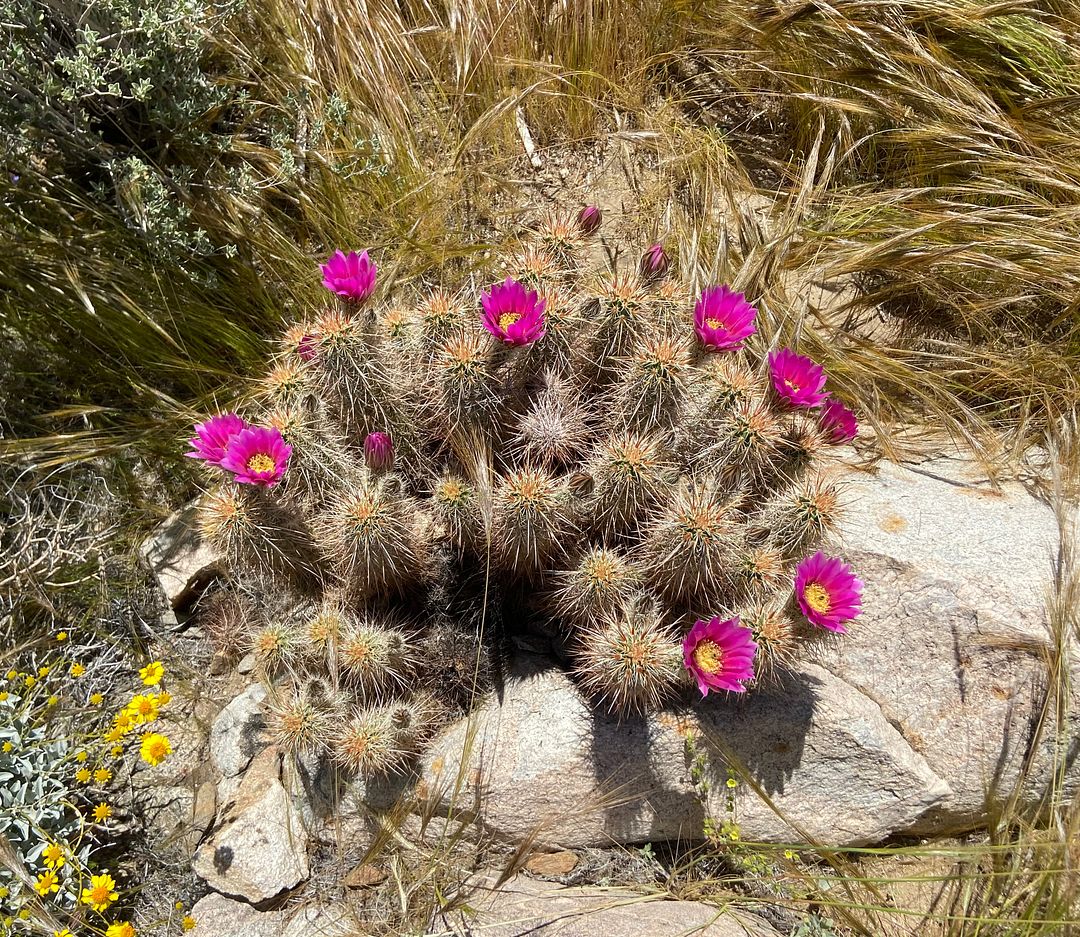 Desert Beauty