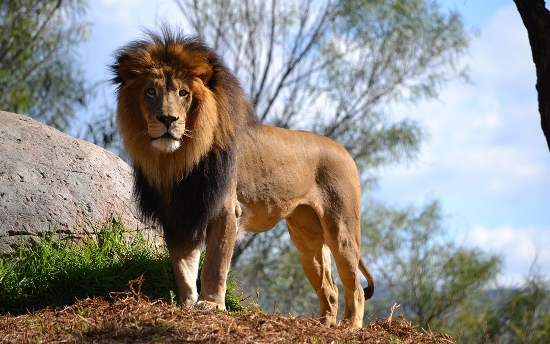 lion