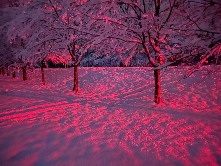 pink forest