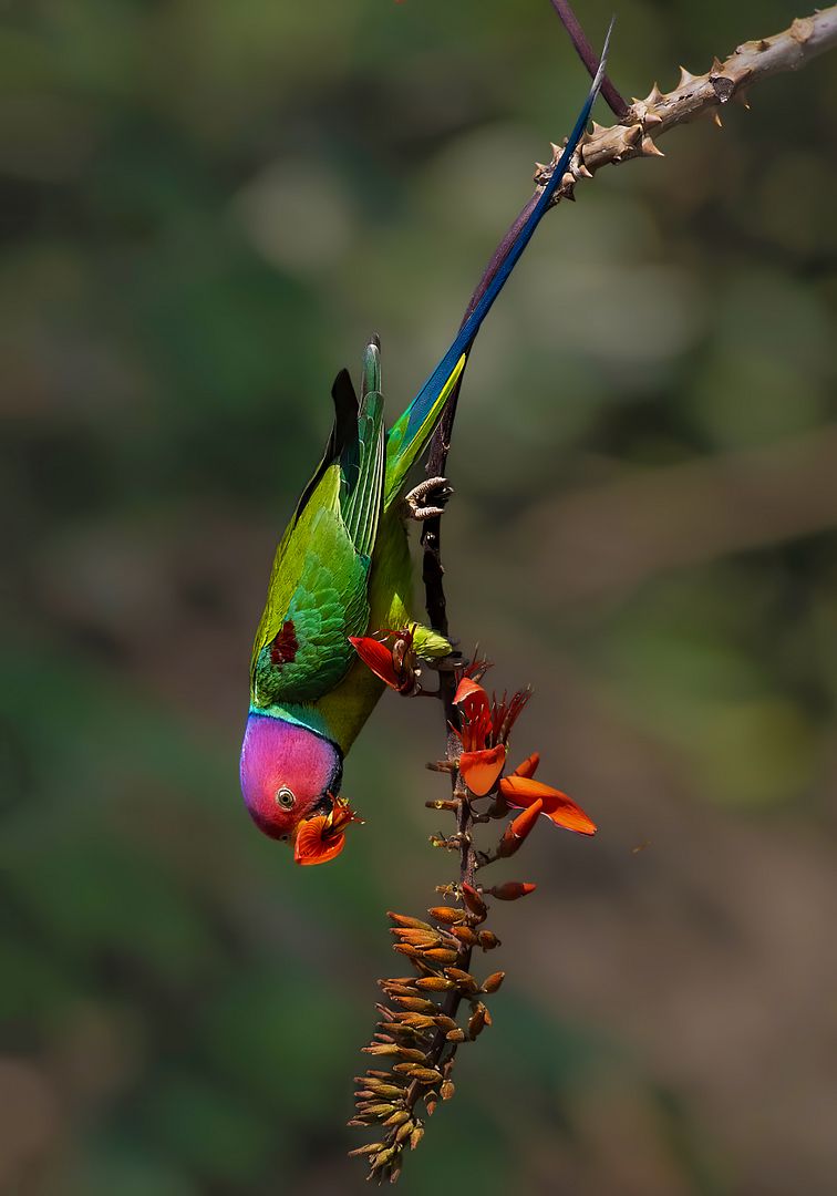 Plum Headed Parakeet