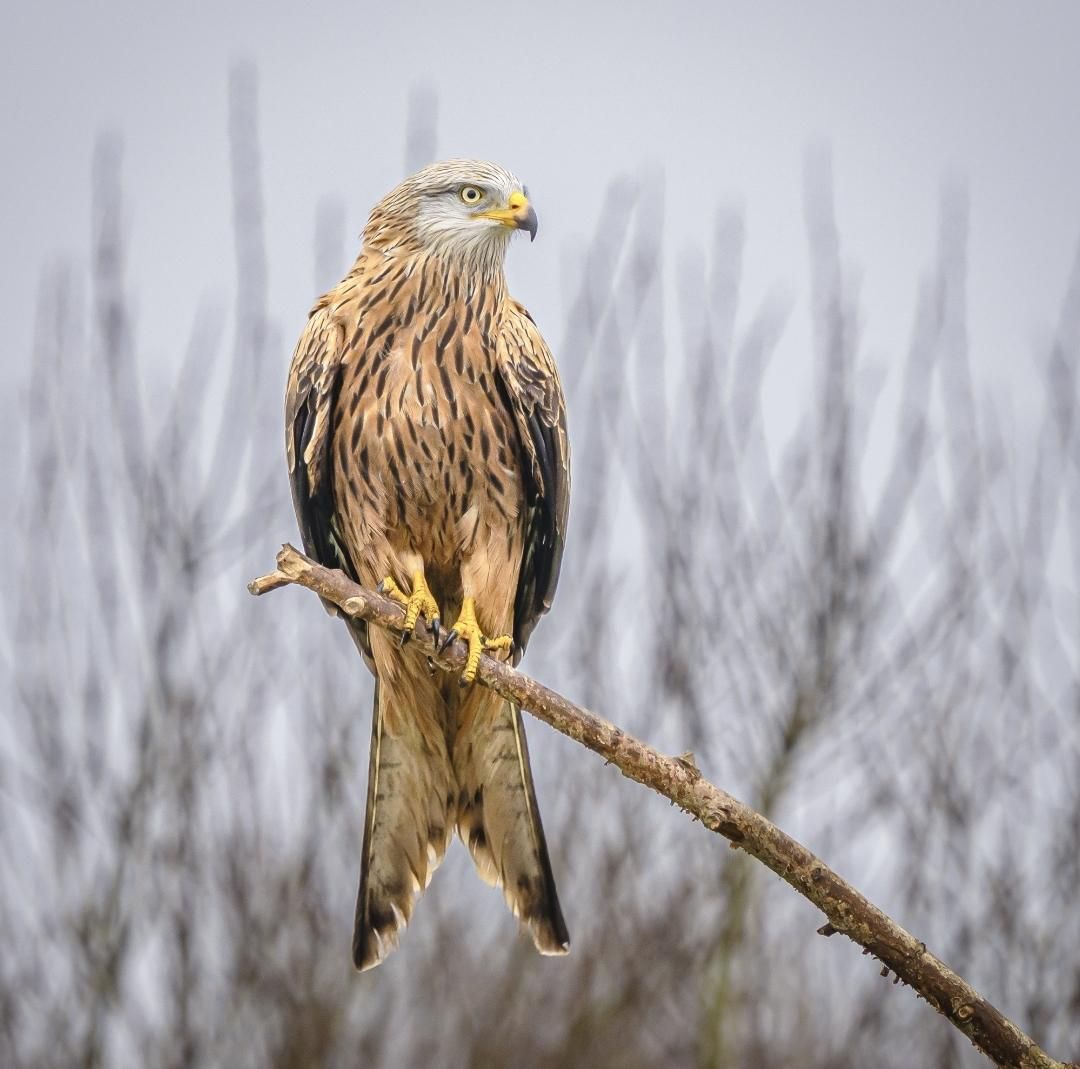 Red Kite in the forest