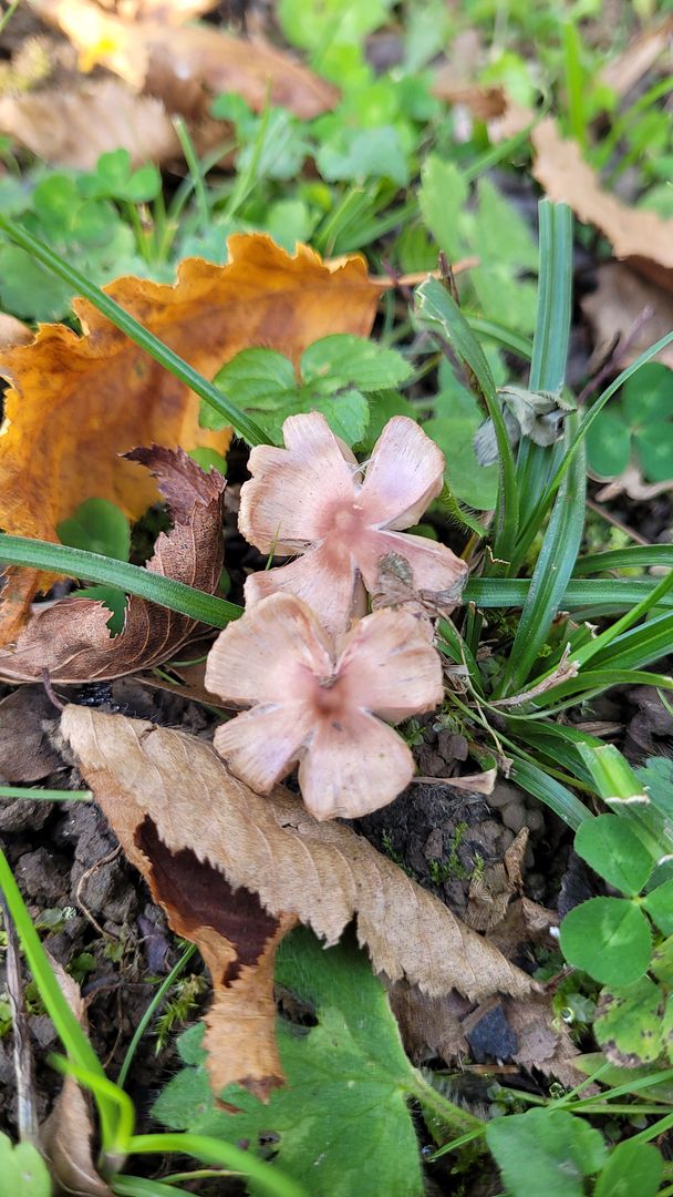 flower mushroom