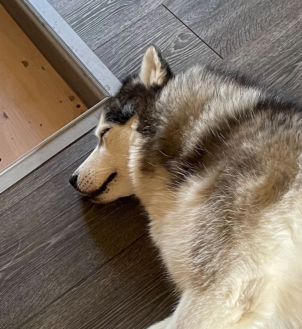 Husky sleeps