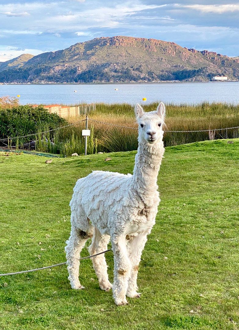 Titicacas llama