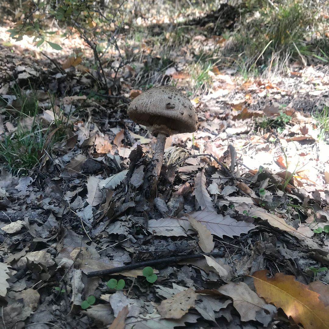 Alone mushroom