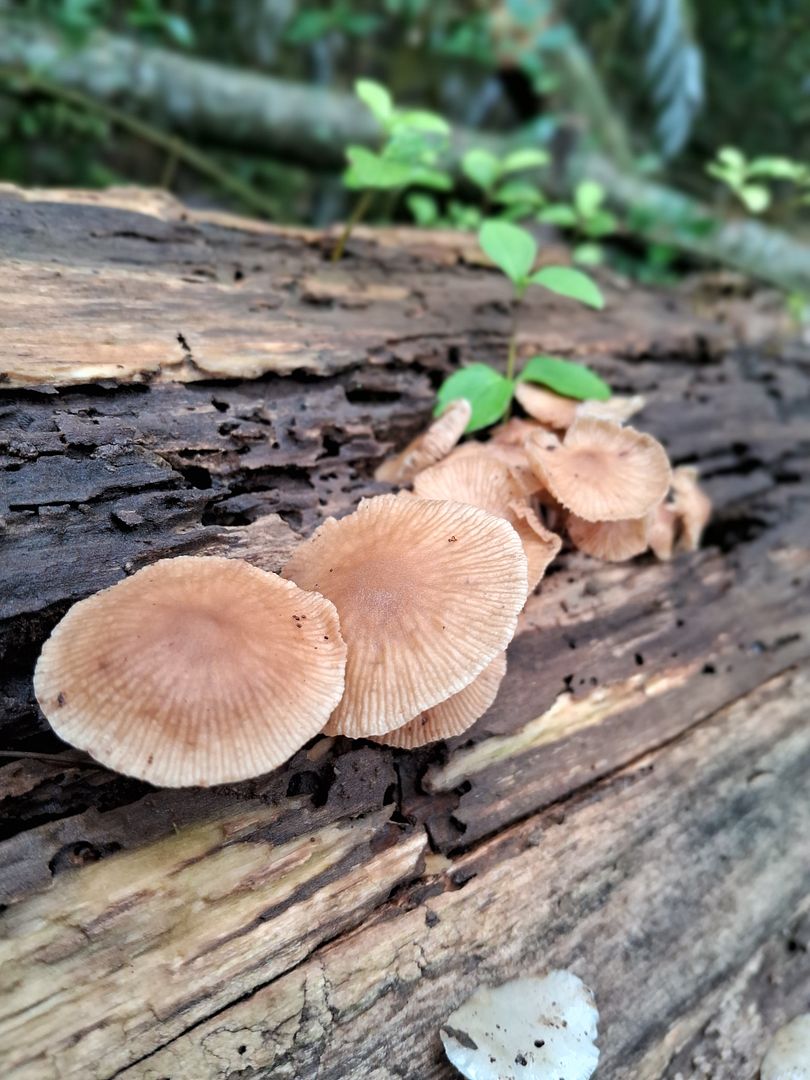 Petit fungi